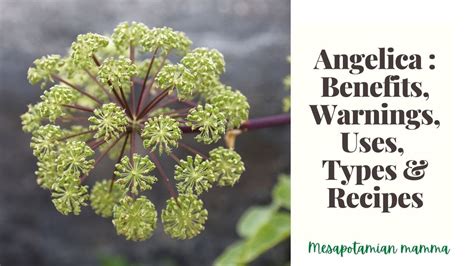 angelica root side effects.